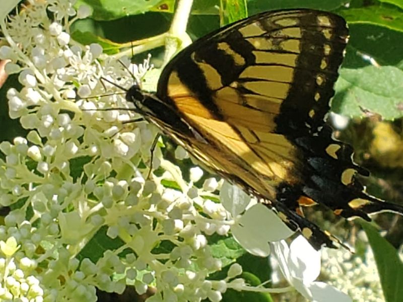Wollam Gardens