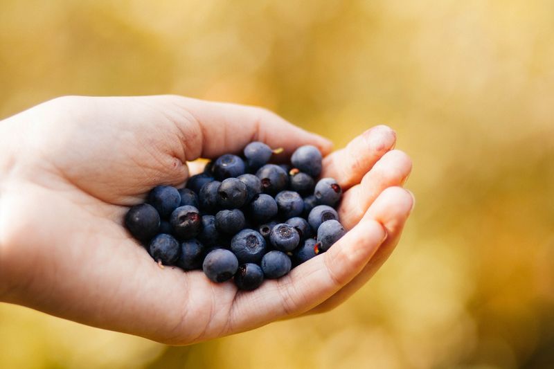 The Idaho Farm Where You Can Pick Blueberries For $4 A Pound - Decor Hint Late-Summer Picking Turns The Trip Into A Simple Idaho Treat