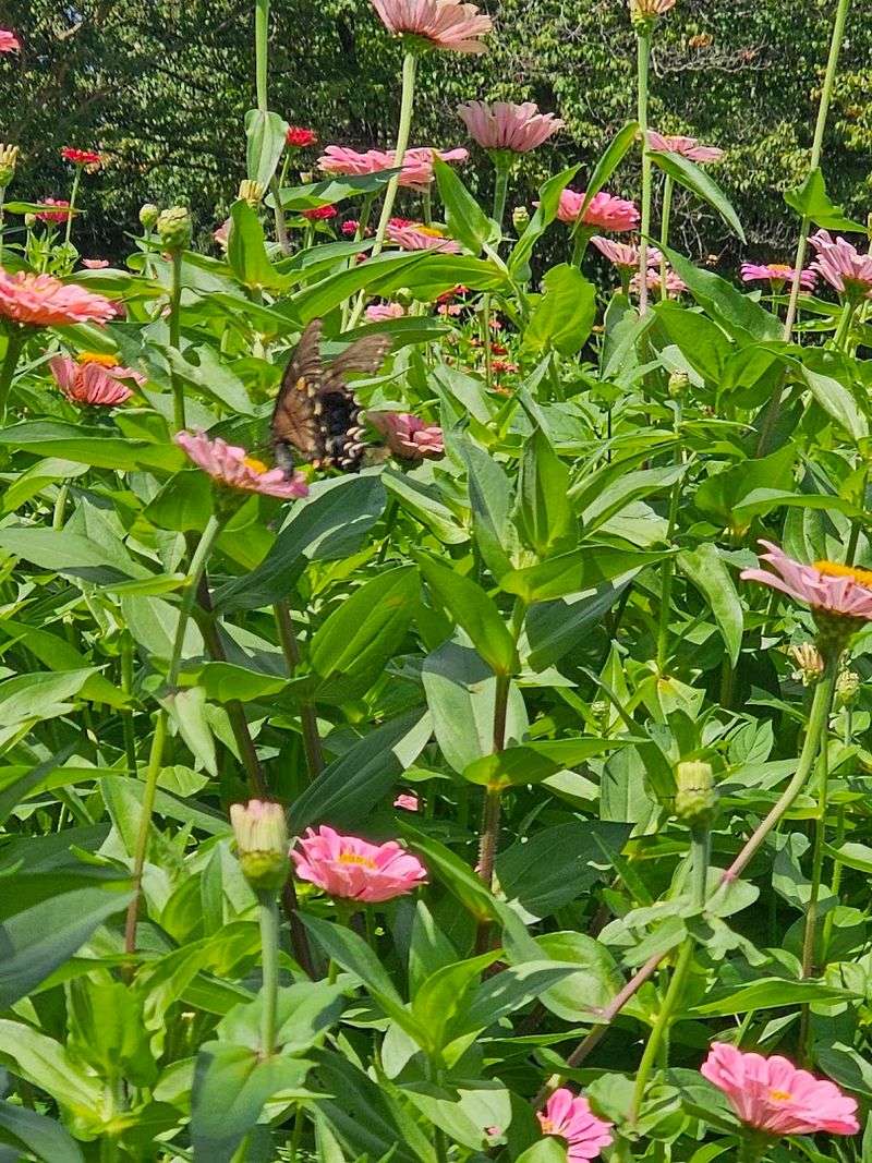 Lost Creek Flower Farm