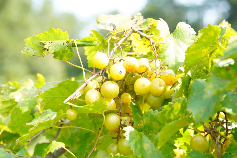 The Ride Home Gets Harder With Grapes In Reach