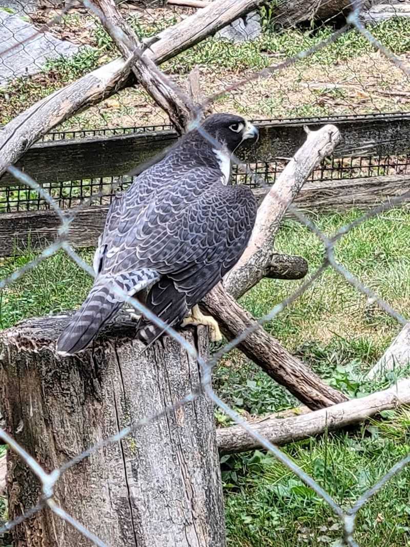 This Pennsylvania Zoo Keeps Winning Over Everyone Who Finds It - Decor Hint Perfect For Small Kids And Big Families