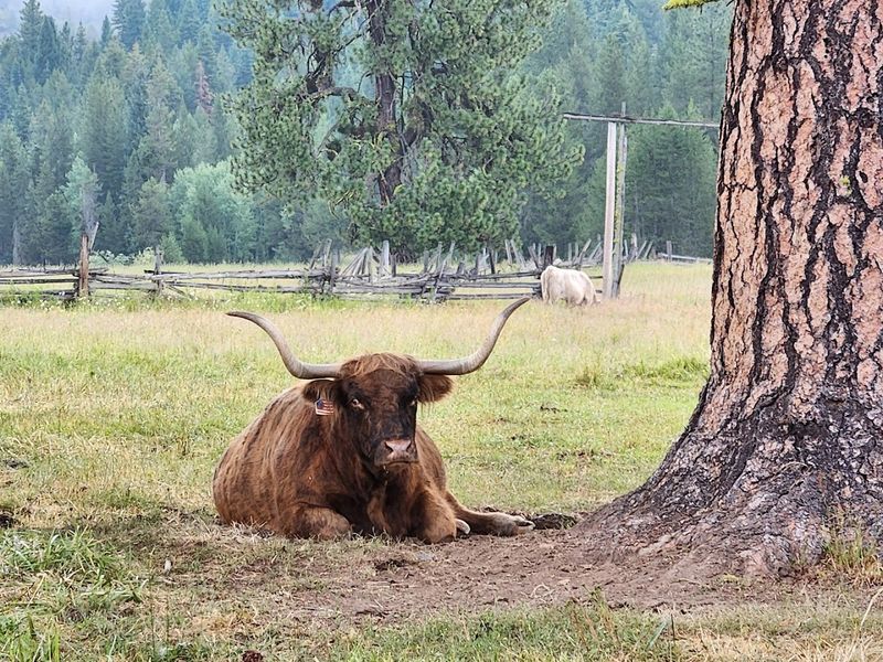 Longhorn Guest Ranch