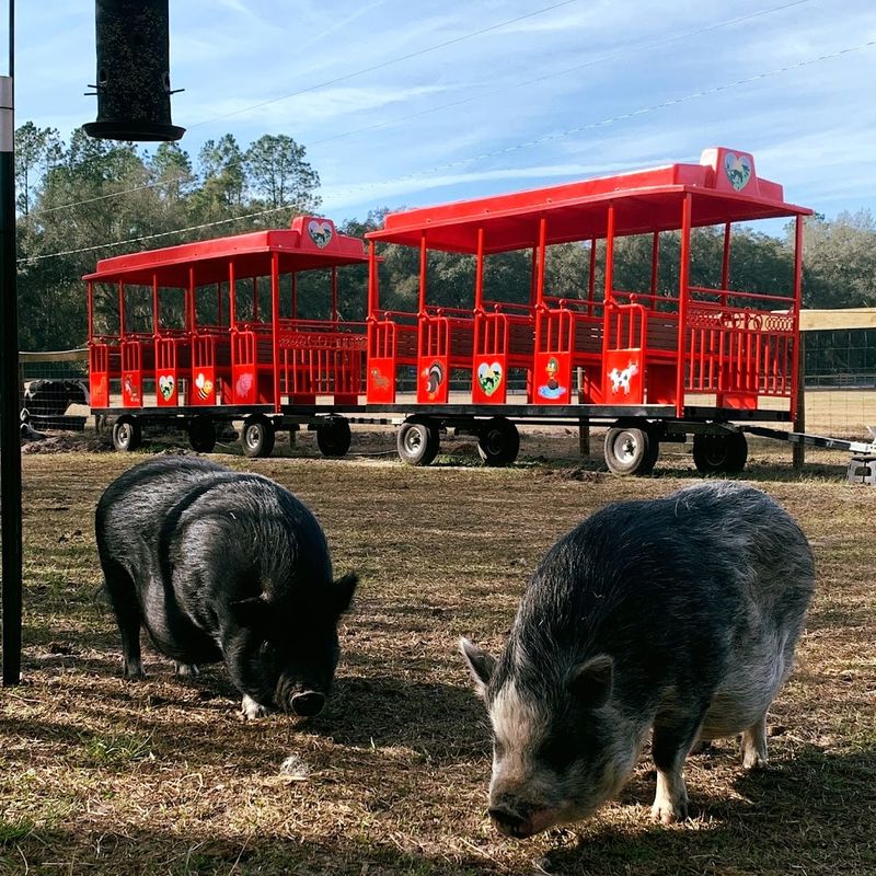 Free-Roaming Animals And Daily Life