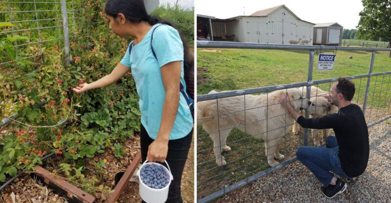 Highland Cows, Honor-System Shopping And Fresh Blueberry Lemonade Come Together At One Georgia Farm