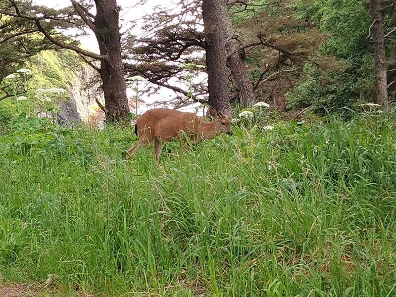Wildlife That Calls This Place Home