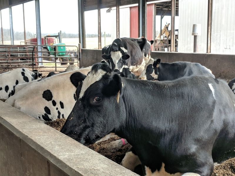 Harvest Home Dairy Farm, Crestwood