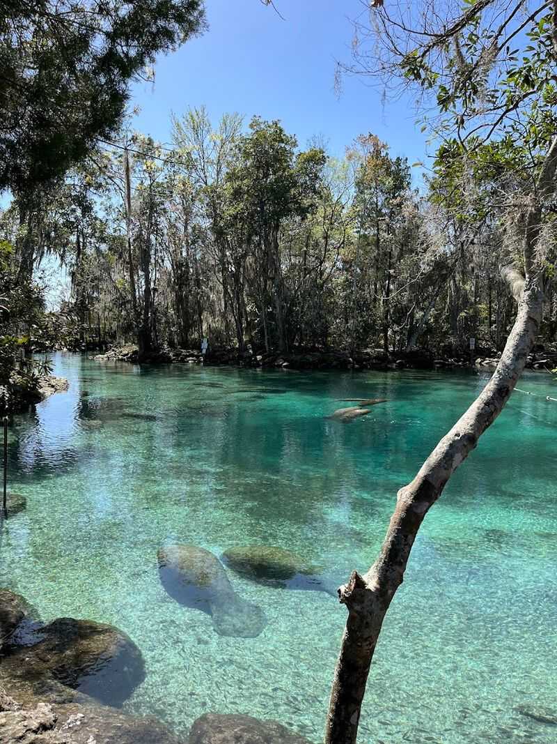 Manatees Up Close, No Ticket Needed