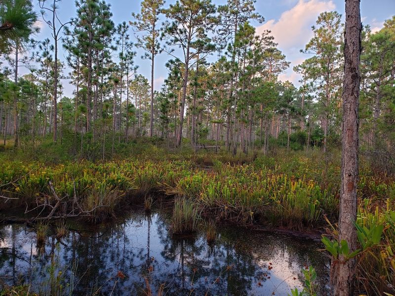 Pocosin Wetlands Make This More Than A Regular Forest