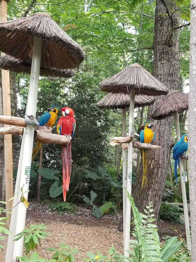 These 9 Tennessee Gardens Were Made For Slow Strolls And Quiet Moments - Decor Hint Parrot Mountain And Gardens, Pigeon Forge