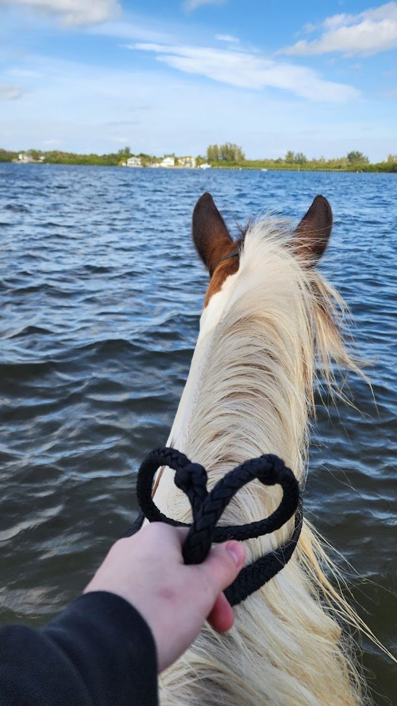 Cponies Beach Horseback Rides, Bradenton