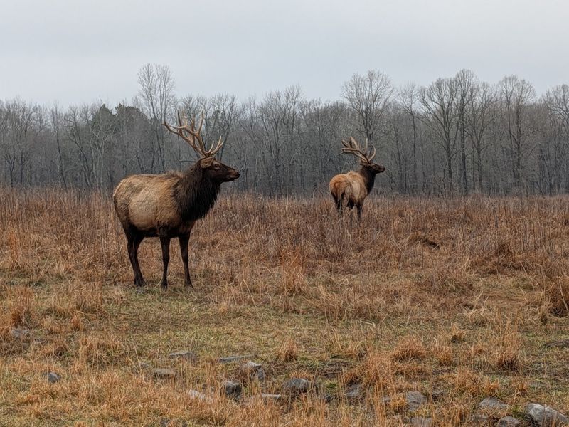 Hunting Opportunities In Land Between The Lakes