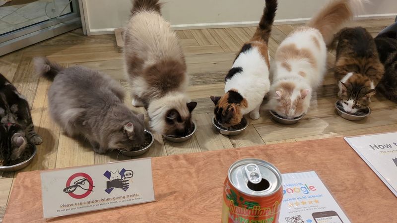 Meet The Resident Cats