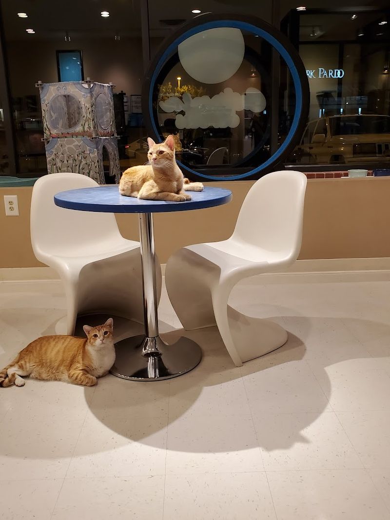 A Spot That Supports Cat Adoption