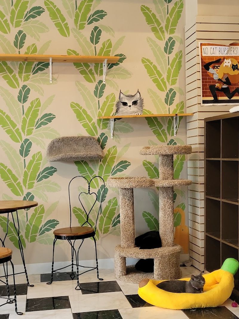 The Cat Lounge Design