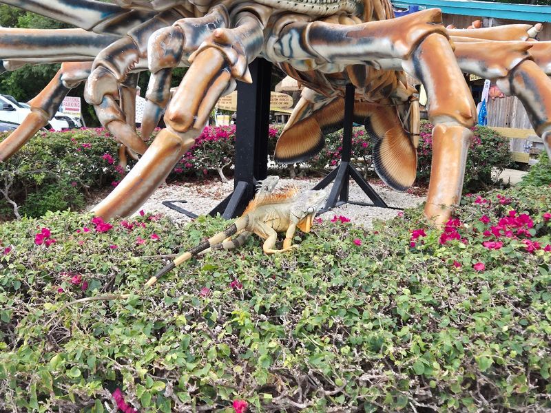 The Iguanas On The Property Are Part Of The Experience