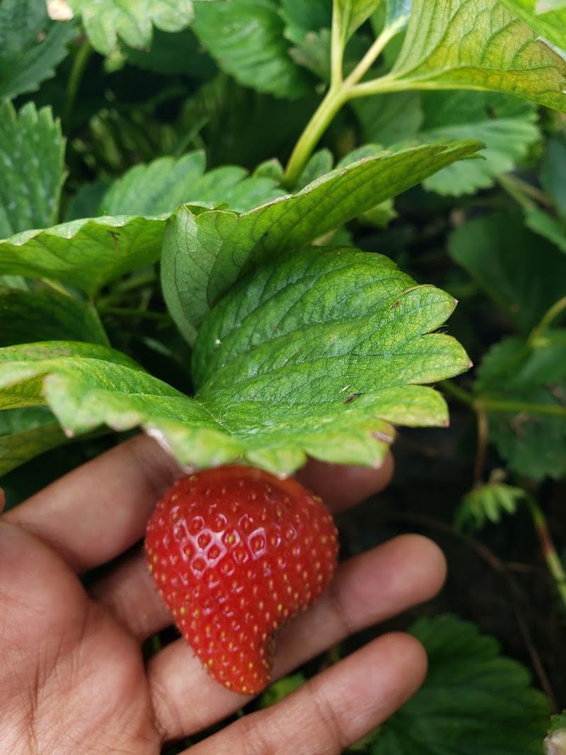 Why These Berries Taste Better Than Anything From A Store