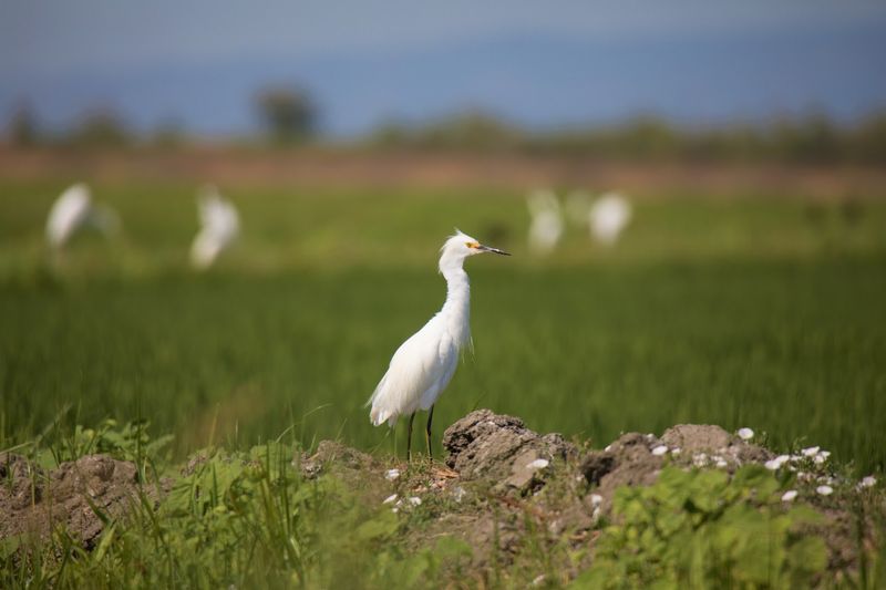 Yolo Bypass Wildlife Area, Davis