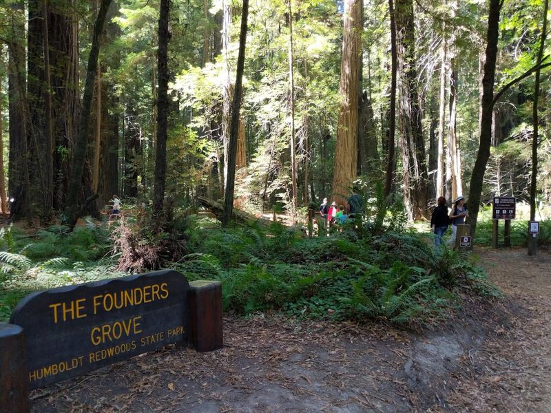 Humboldt Redwoods State Park Rockefeller Loop