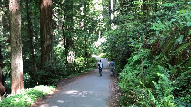 Jedediah Smith Redwoods State Park Stout Grove