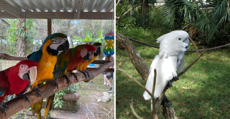 Hundreds Of Rescued Birds Call This Incredible Florida Sanctuary Home