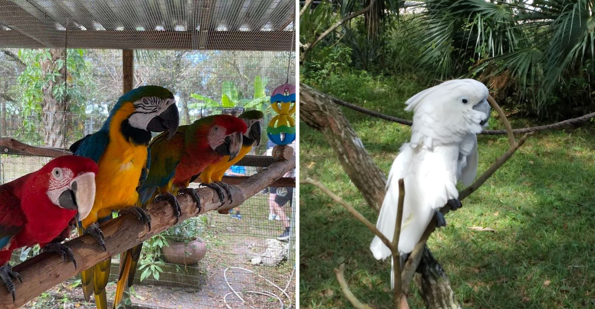 Hundreds Of Rescued Birds Call This Incredible Florida Sanctuary Home - Decor Hint