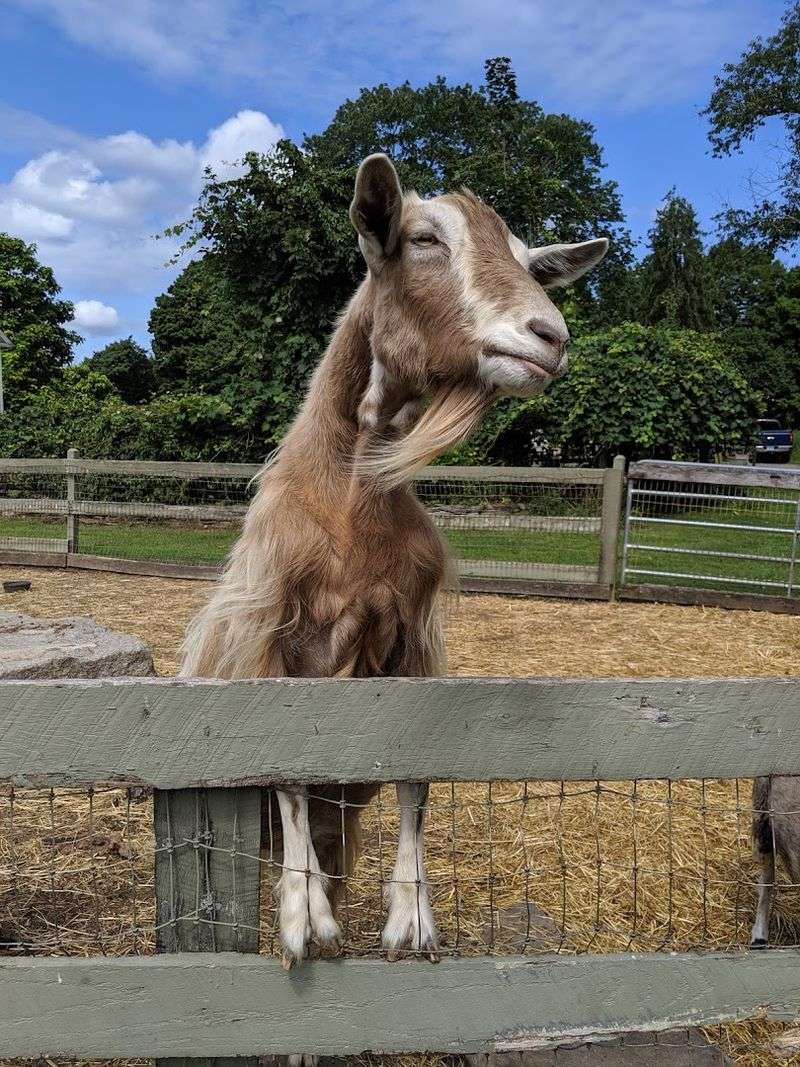 10 Connecticut Wildlife Sanctuaries And Rescue Centers Where Animal Lovers Can Get An Up-Close Look - Decor Hint Ray Of Light Farm, East Haddam