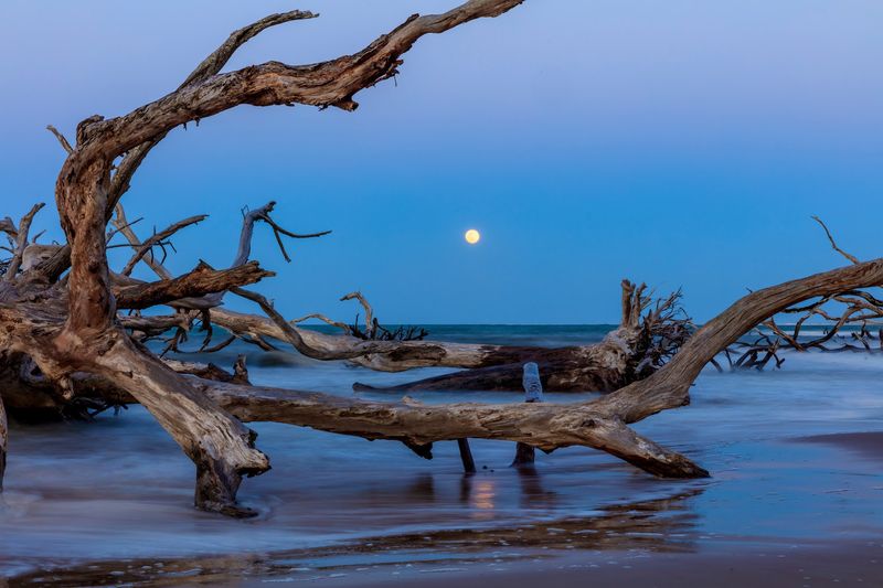 Boneyard Beach At Big Talbot Island