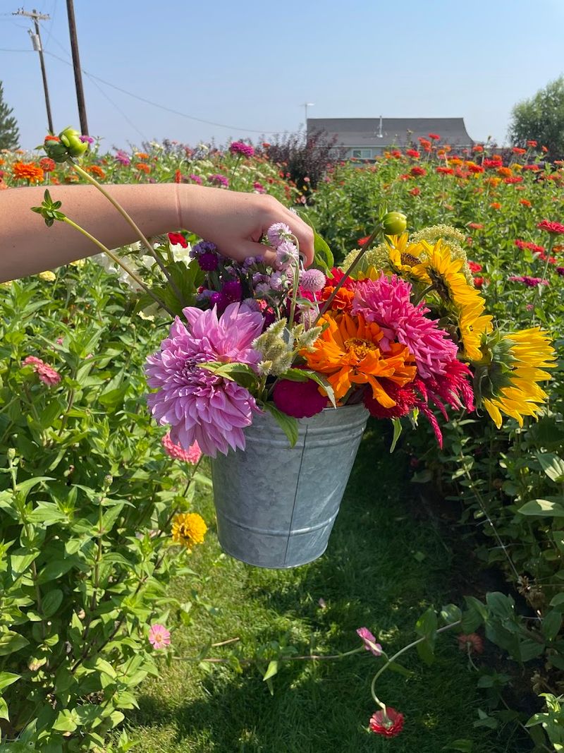 This Idaho Flower Farm Turns June Into A Colorful Country Escape - Decor Hint Fresh-Cut Bouquets Turn The Visit Into Something To Take Home