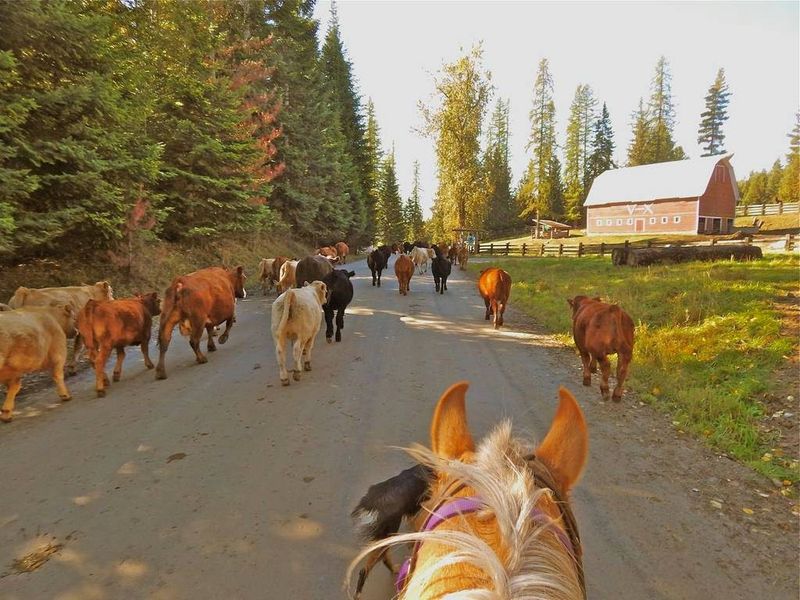 Daily Trail Rides Turn A Stay Into A True Ranch Vacation