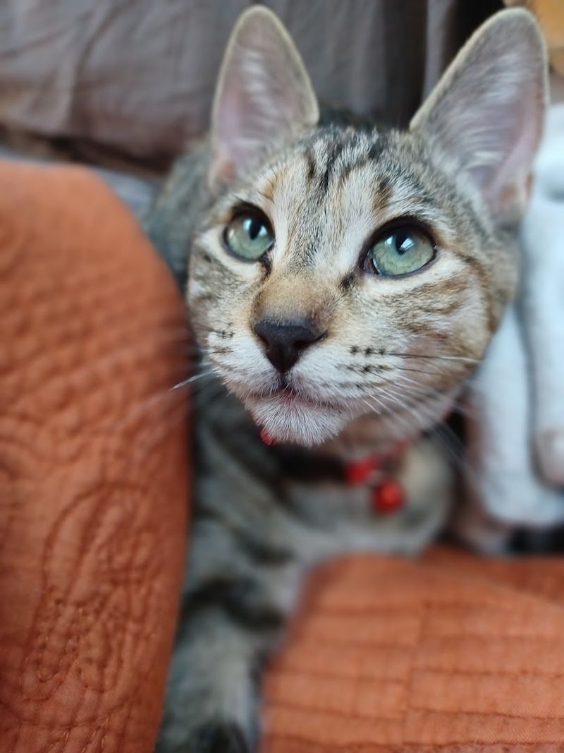 Second Chance Animal Adoption Shelter