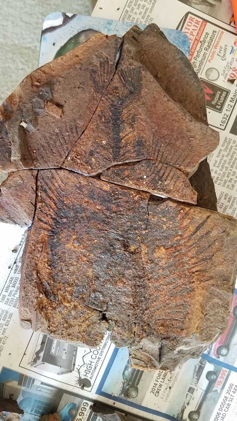 Fifteen-Million-Year-Old Leaves Still Split Open In The Dirt