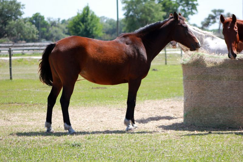 Myakka Trail Rides, Myakka City