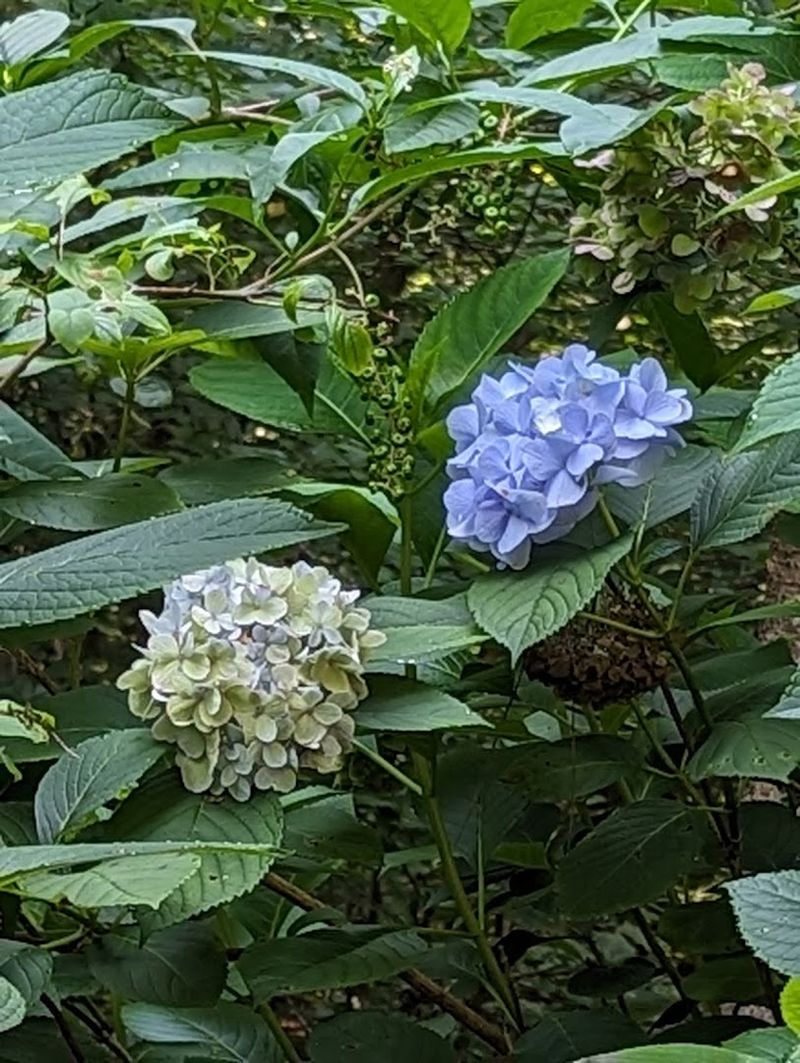 North Carolina's Most Beautiful Hydrangea Gardens Are Blooming Right Now - Decor Hint Cape Fear Botanical Garden