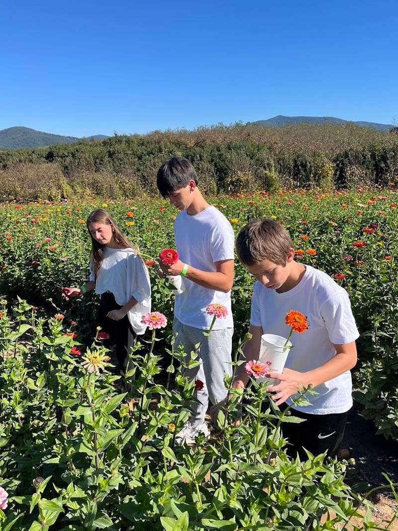 This Charming North Georgia Orchard Pairs You-Pick Fruit With Sweeping Mountain Views - Decor Hint Family-Friendly Atmosphere With Room For Kids To Roam