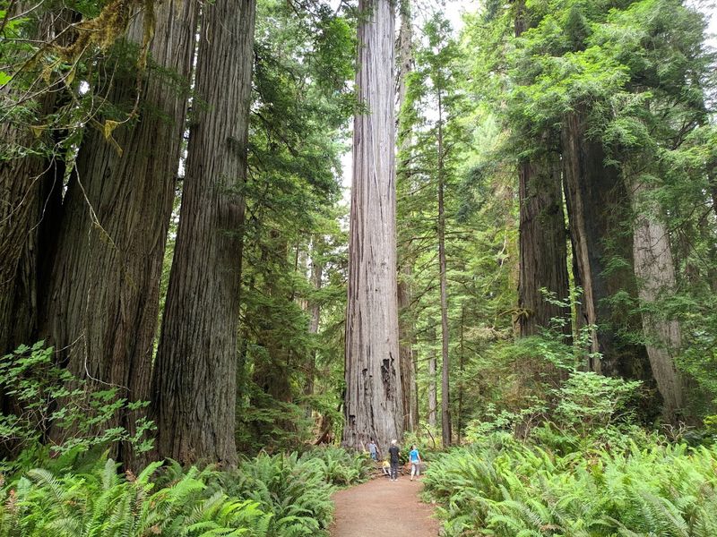 Prairie Creek Redwoods State Park Big Tree Wayside