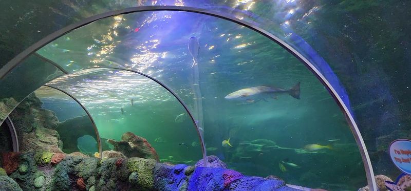 Step Inside North Carolina's Only Underwater Tunnel For A Memorable Aquarium Adventure - Decor Hint Concord Mills Hides A Full Aquarium Adventure Indoors