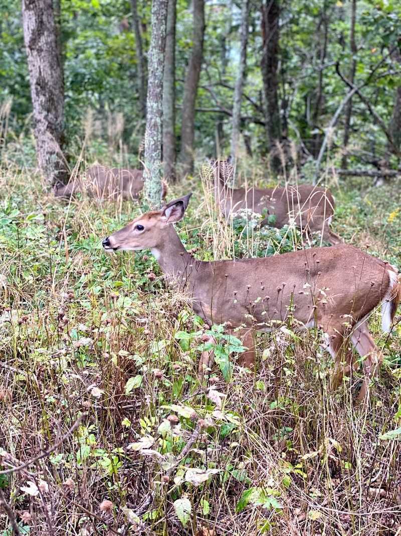 The Beauty Along This Virginia Lake Trail Makes The Whole Outing Worthwhile - Decor Hint Wildlife Along The Water And Trails