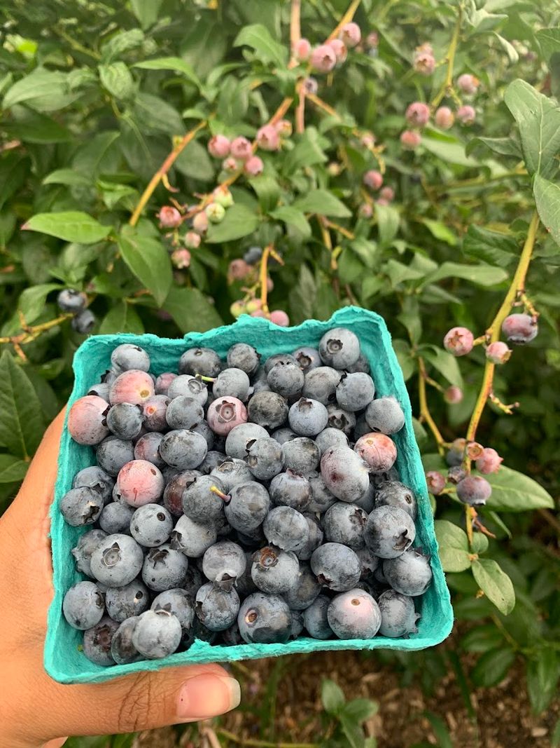 Lyman Orchards, Middlefield