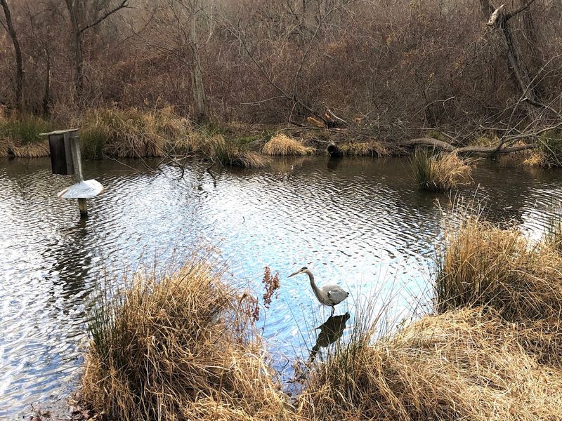 Beaver Lake Bird Sanctuary