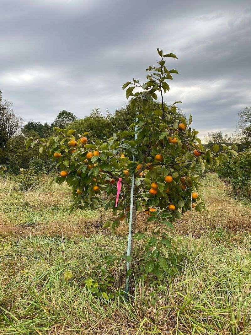 Quiet Hillsborough Roads Make The Orchard Feel Farther Away