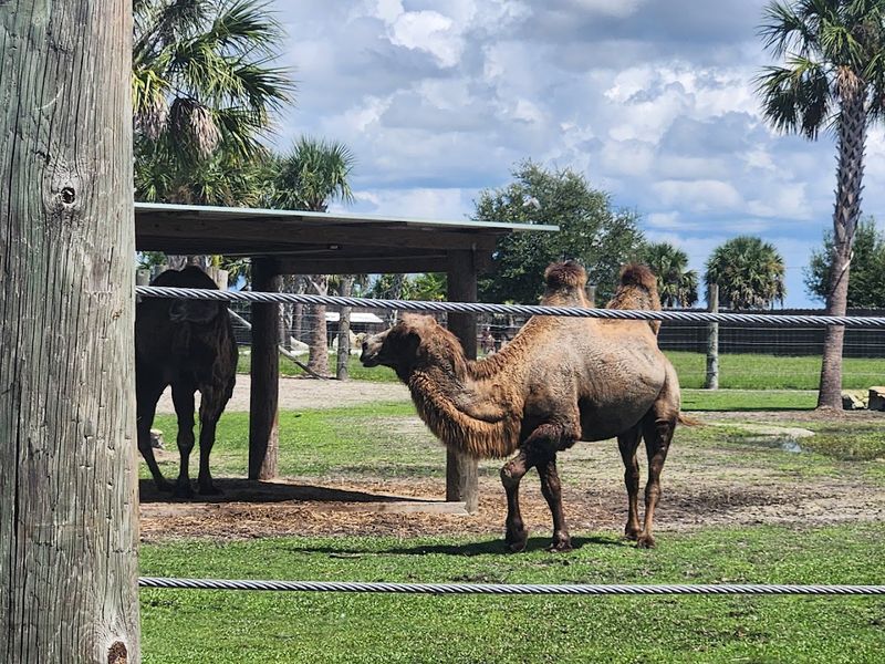 Wild Florida Drive-Thru Safari Park