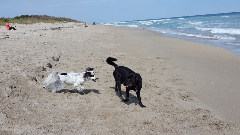 Walton Rocks Dog Beach, Jensen Beach
