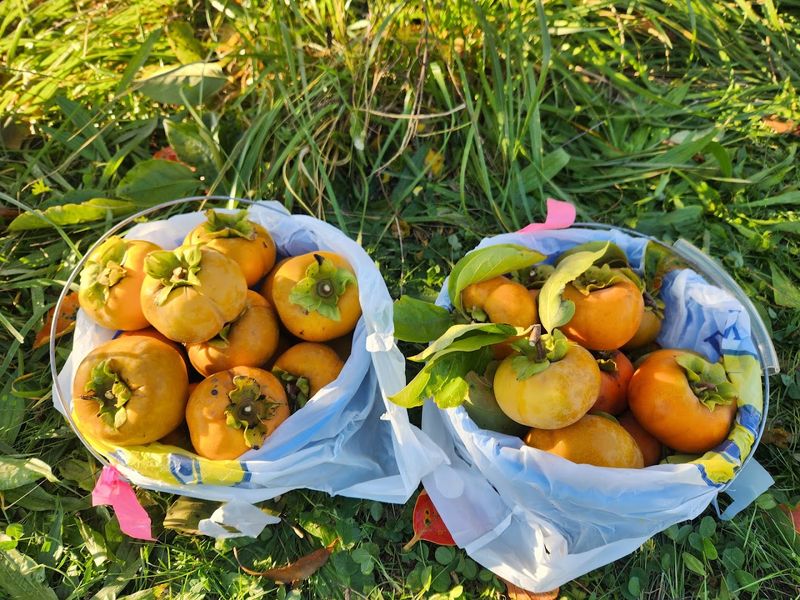 Persimmon Picking Makes This Orchard Feel Like A Fall Secret