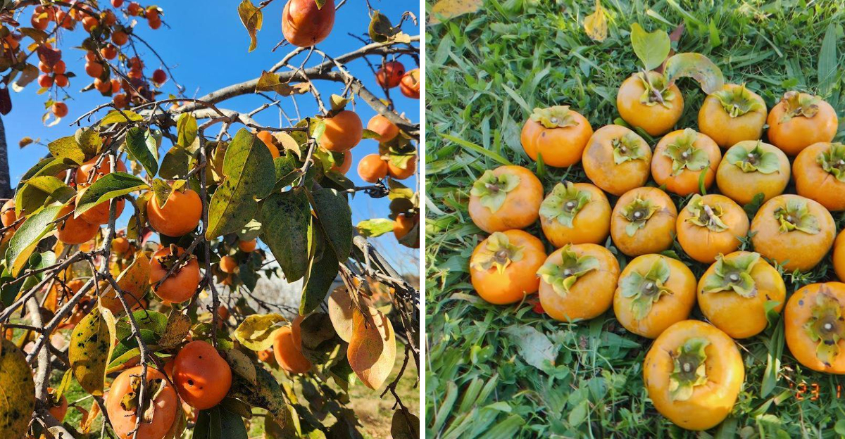 Just 40 Minutes From Raleigh This North Carolina Orchard Lets You Pick Persimmons Right From The Tree - Decor Hint