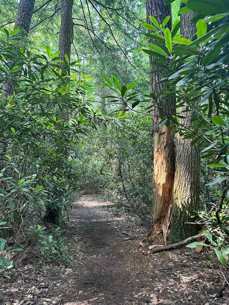 The Ancient Hemlocks Of Alan Seeger