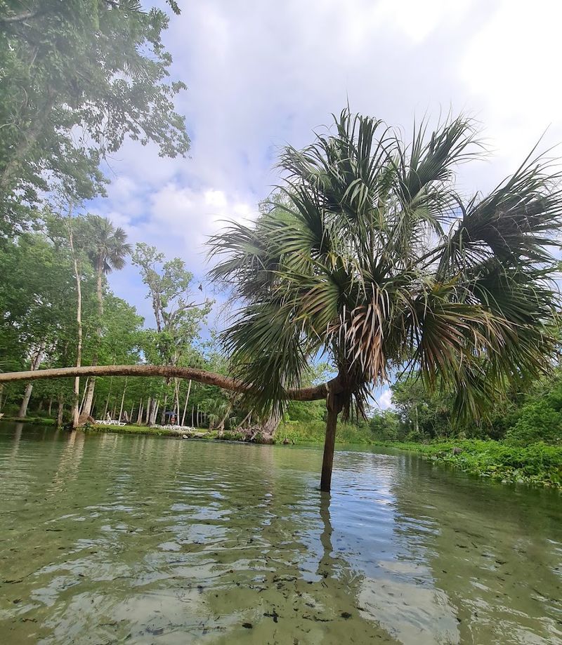 Rock Springs Run At Kelly Park, Apopka
