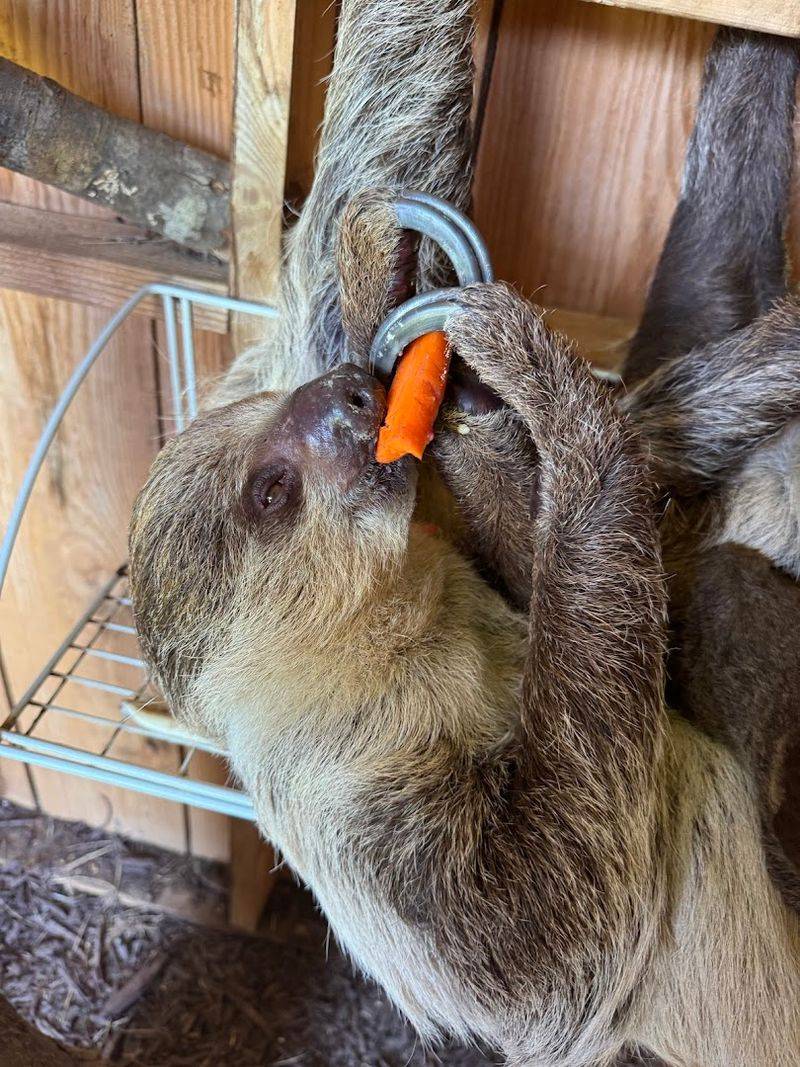 Sloths Moving At Their Own Magnificent Pace