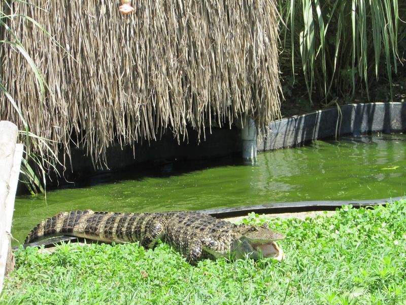 Reptiles And Creepy Crawlies For The Brave Ones