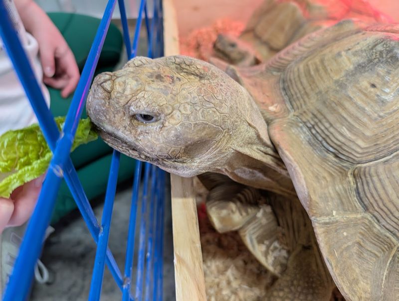 Fresh Produce Instead Of Dry Pellets For Every Animal