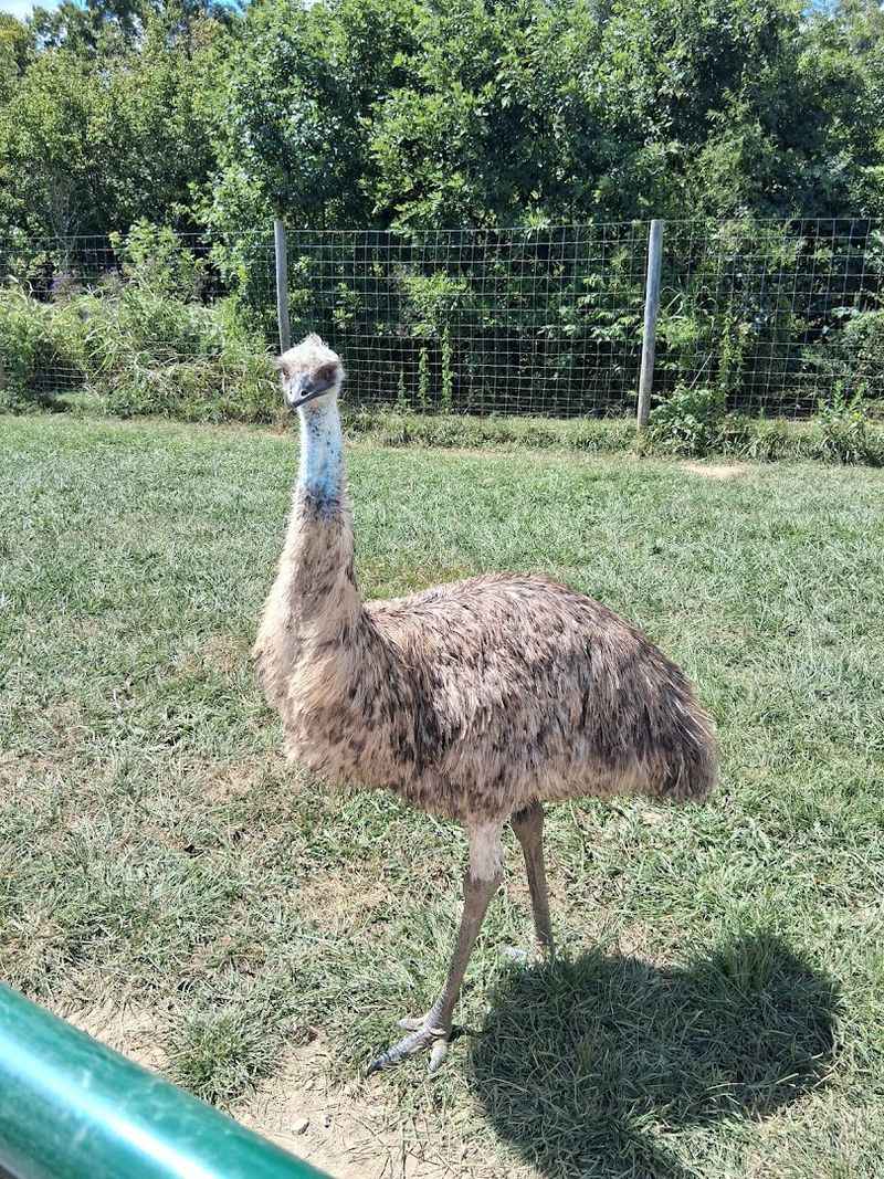 Wendt's Wildlife Adventure